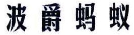 波爵蚂蚁 